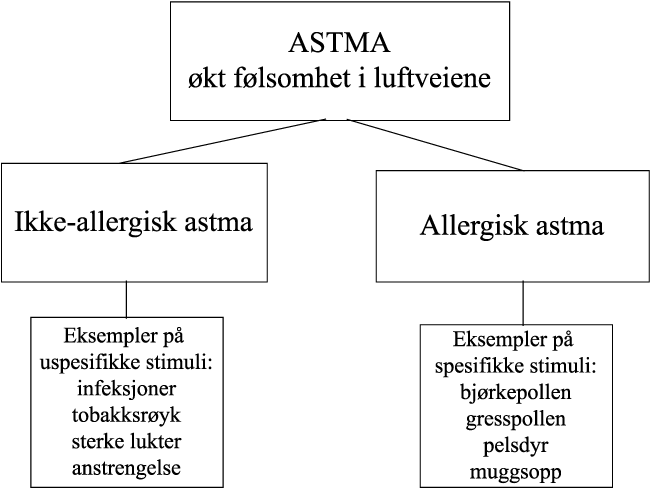 Figur 8.31 En beskrivelse av hvordan astma kan deles i allergisk og ikke-allergisk
 astma.