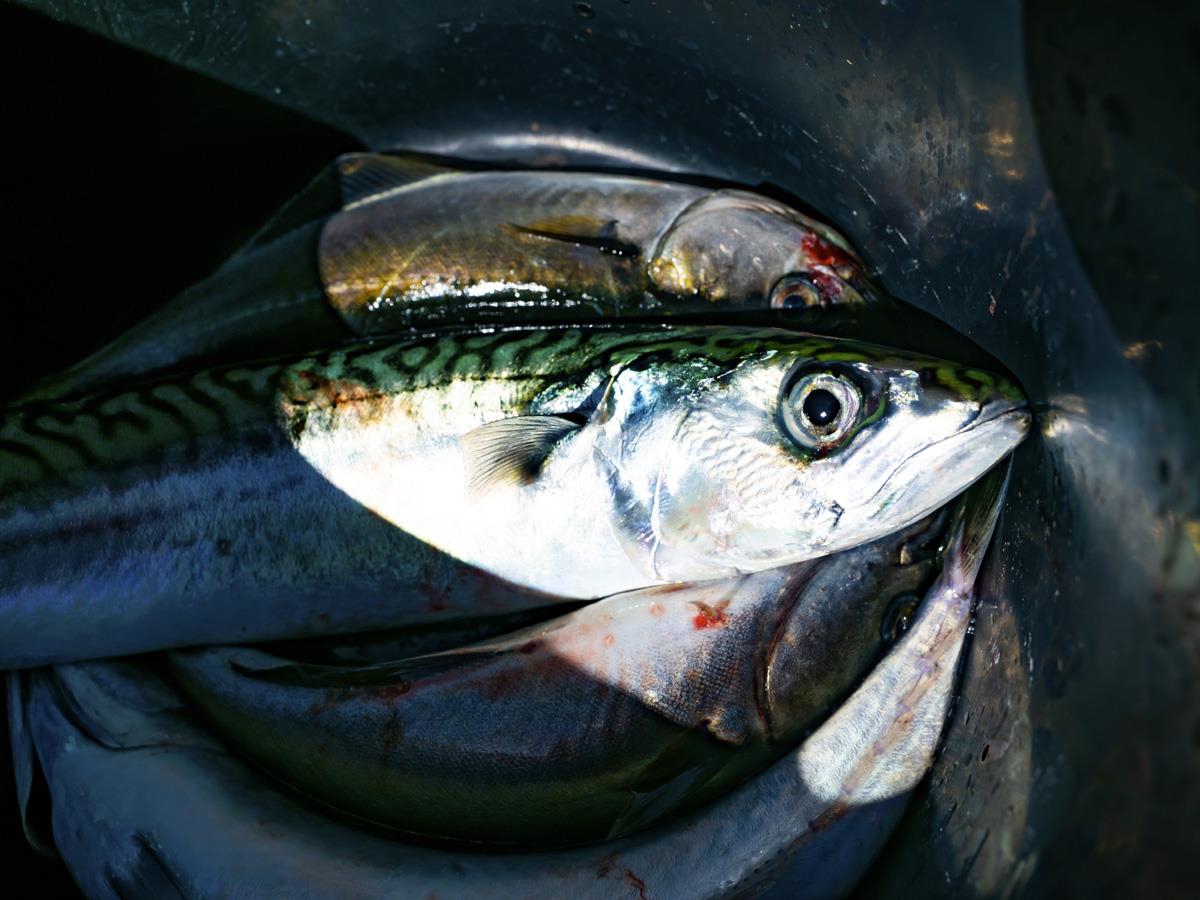 Nærbilde makrell.