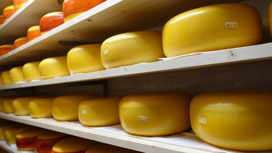 Over 40 prosent av de norske ostene som deltok i årets oste-VM fikk medalje.