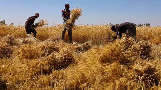 Bønder i åker i Etiopia