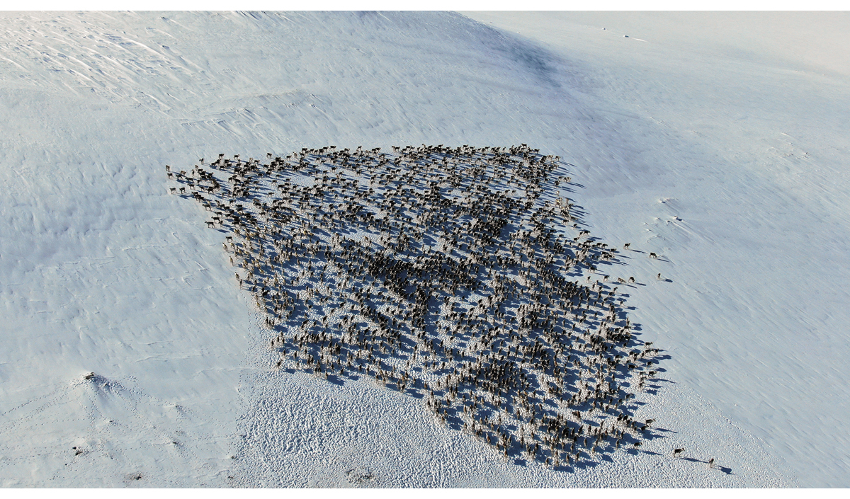 Figur 2.1 Villreinen er eit typisk flokkdyr. Storleiken på villreinflokkane varierer mykje, men dei største kan telle godt over tusen dyr.