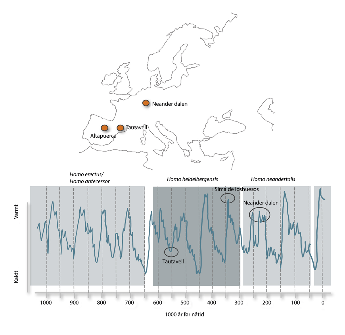 Figur 3.1 Klimaet i Europa har variert svært mye den siste 1 million år, her vist som ralativ temperatur basert på marin isotop indeks. Det har levd minst fire ulike menneskearter i Europa i denne perioden, Homo Erectus, Homo antecessor, Homo heidelbergensis, ...