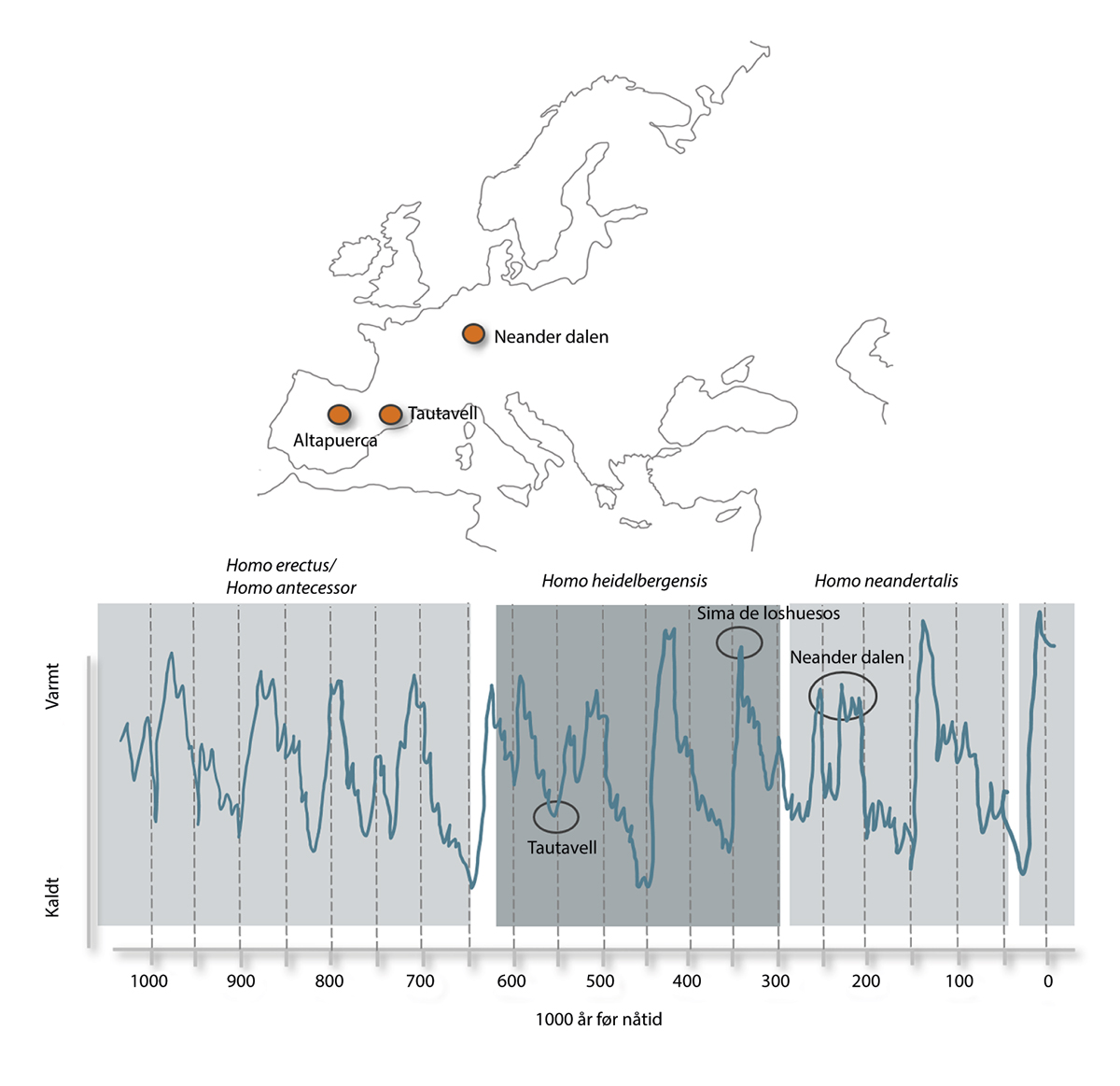 Figur 3.1 Klimaet i Europa har variert svært mye den siste 1 million år, her vist som ralativ temperatur basert på marin isotop indeks. Det har levd minst fire ulike menneskearter i Europa i denne perioden, Homo Erectus, Homo antecessor, Homo heidelbergensis, ...