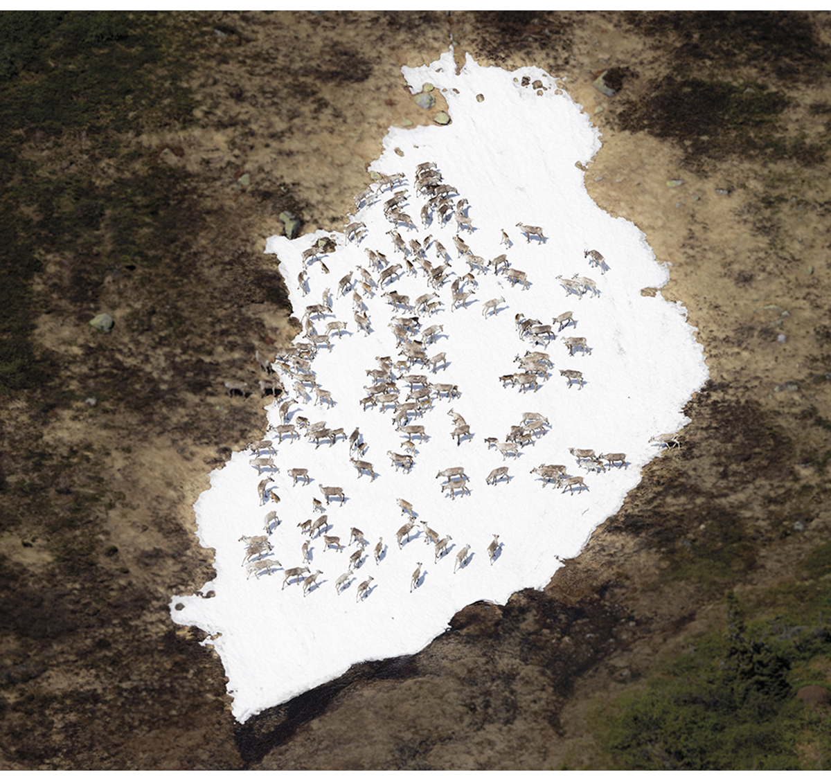 Figur 7.14 Villrein samlar seg gjerne på snøfonner når det er varmt, mellom anna for å unngå insekt.