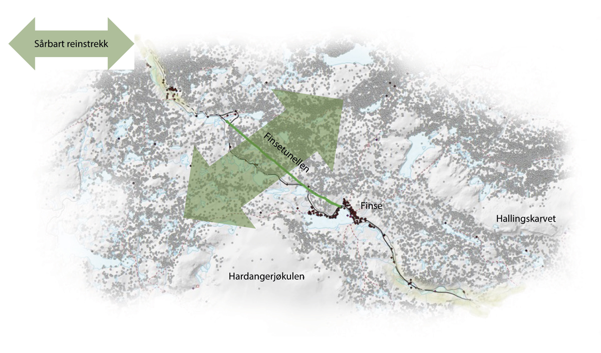 Figur 7.5 Kart som viser sårbart villreintrekk (grøn pil) over Finsetunnelen (grøn strek).