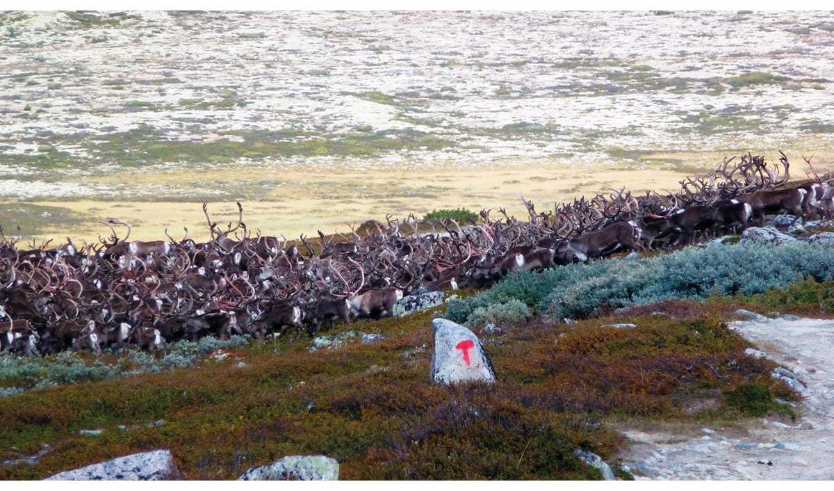 Figur 7.7 Villrein har samla seg nær ei merkt turløype.