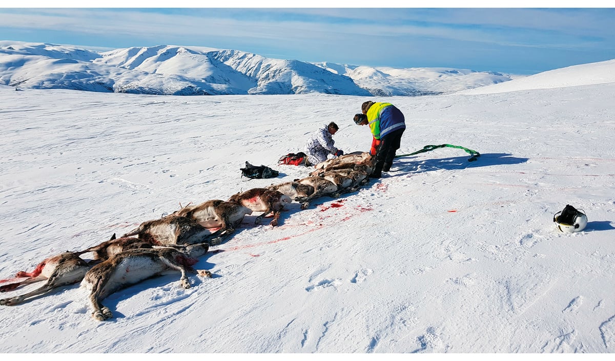 Figur 7.9 For at ein skulle få bukt med sjukdommen, blei heile bestanden i Nordfjella sona 1 tatt ut.