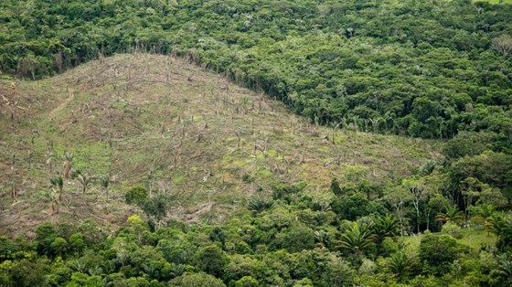 Avskoging i Caqueta