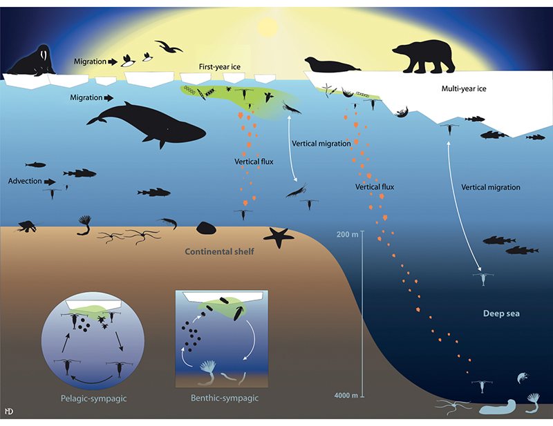 Figure 3.11 Simplified food web in shallow and deeper areas of the marginal ice zone.
