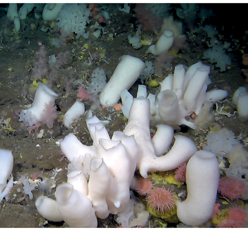 Figure 3.22 The hard-bottom areas around hydrothermal vents are often dominated by sponges and other filter feeders. These areas support high biodiversity and are particular importance for ocean nutrient cycles.

