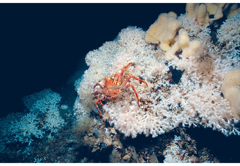 Figure 4.7 Cold-water coral reefs are a habitat for a wide variety of species.
