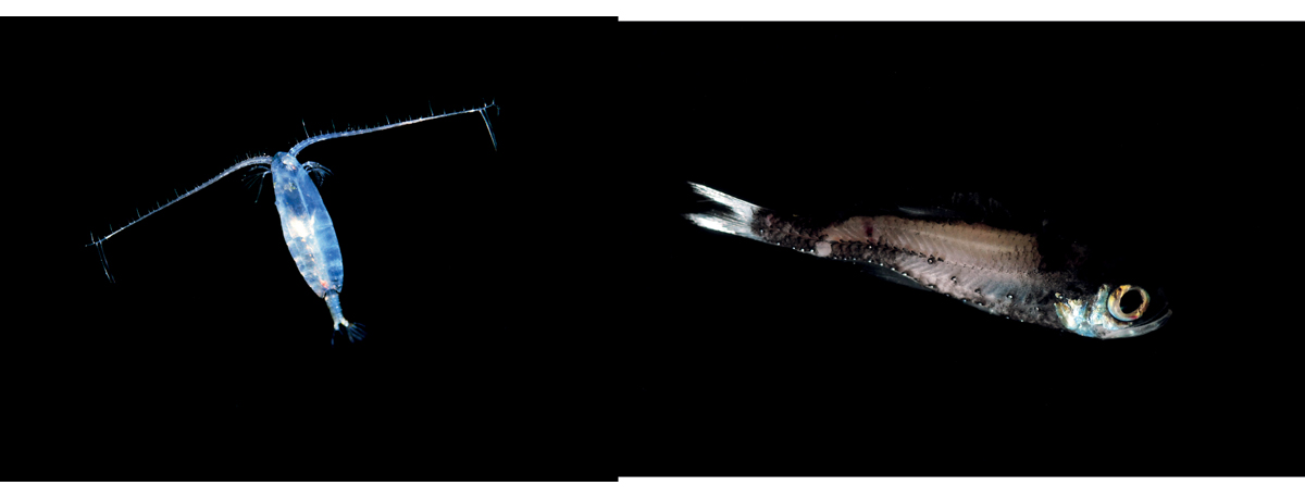 Figure 5.2 The copepod Calanus finmarchicus (left) and a mesopelagic lanternfish (right).
