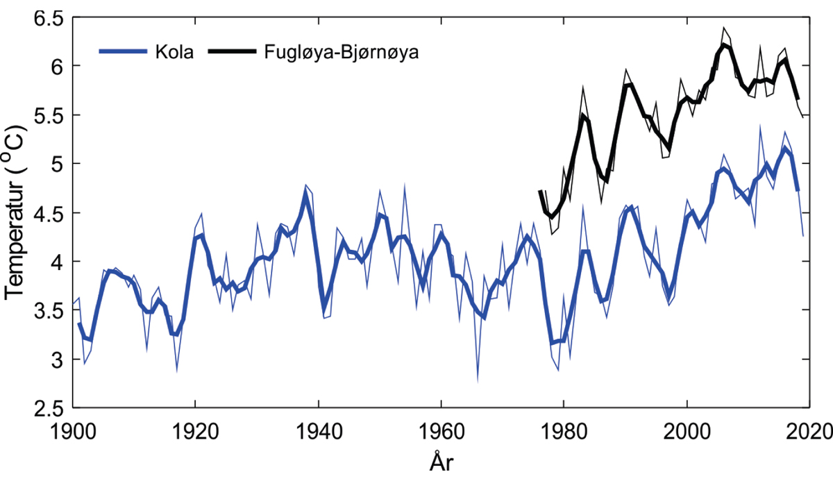 Figur 3.1 Temperaturendringer i Barentshavet fra 1900 til 2019. Temperatur i kjernen av atlanterhavsvannet mellom 50 og 200 meters dyp på snittet Fugløya-Bjørnøya (svart) og mellom 0 og 200 meters dyp for Kola-snittet (blå). Årsverdier er vist som tynne linjer...