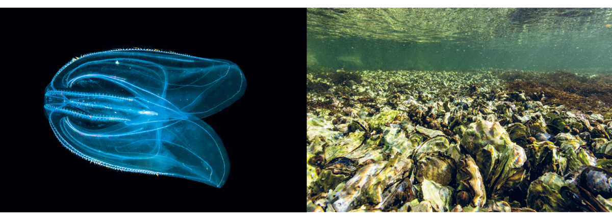 Figur 3.20 Fremmede arter observert i Norskehavet. Ribbemaneten Mnemiopsis leidyi til venstre, stillehavsøsters til høyre.
