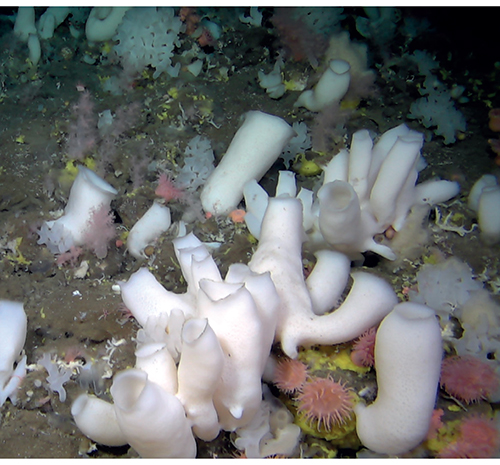 Figur 3.22 Hardbunnsområdene rundt de varme kildene er gjerne dominert av svamp og andre filtrerende organismer. Disse områdene karakteriseres av høyt biologisk mangfold og de er særlig viktige for stoffomsetningen i havet.
