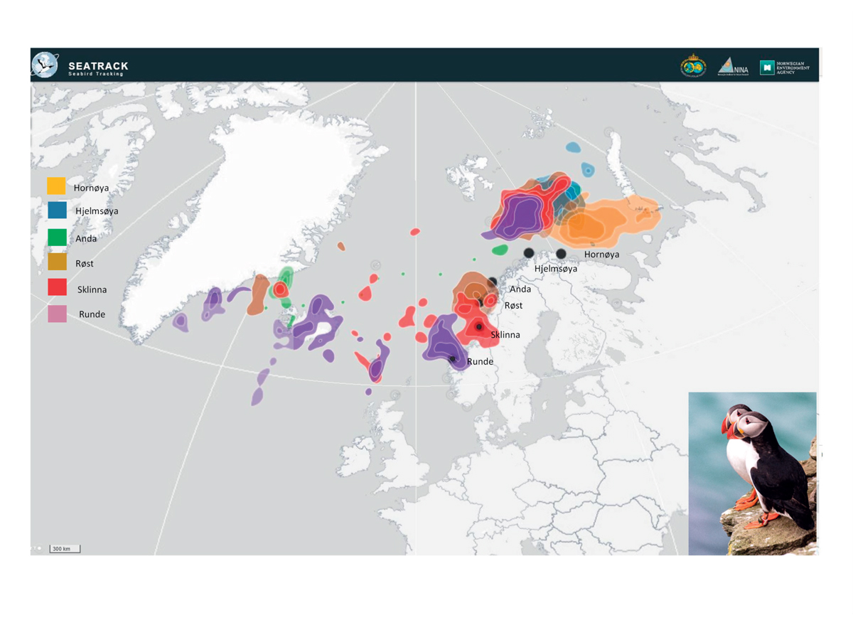 Figur 3.6 Utbredelse av lunde fra seks kolonier langs norskekysten i perioden august til oktober 2017 basert på sporing med lysloggere. Barentshavet er et viktig myte- og oppvekstområde for flere arter av sjøfugl om høsten.
