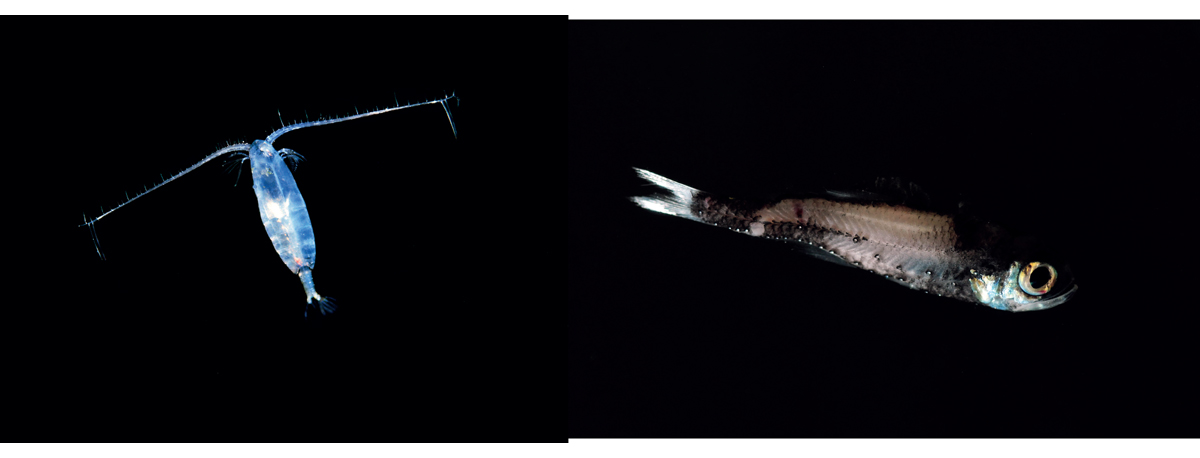 Figur 5.2 Hoppekrepsen raudåte (venstre); og lysprikkfisk, som er en mesopelagisk fisk (høyre).
