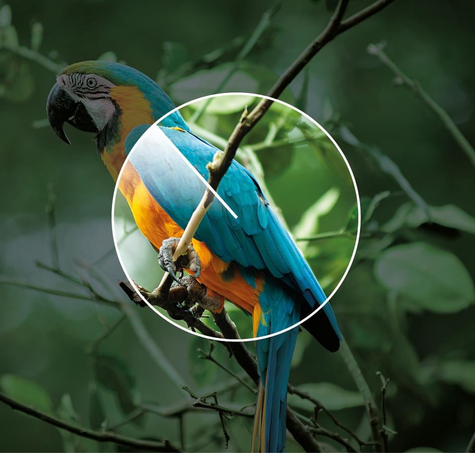 Picture of a parrot.