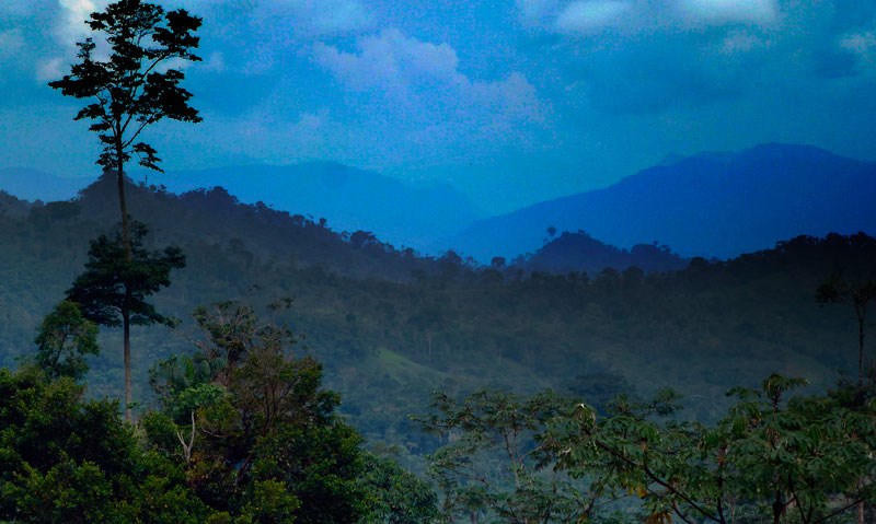 Peru er verdens fjerde største regnskogland med ca. 700 000 kvadratkilometer(km2)  skog, og er blant de ti mest artsrike landene i verden. 80 prosent av skogen er tropisk skog i relativt urørt stand. Foto: CIFOR.