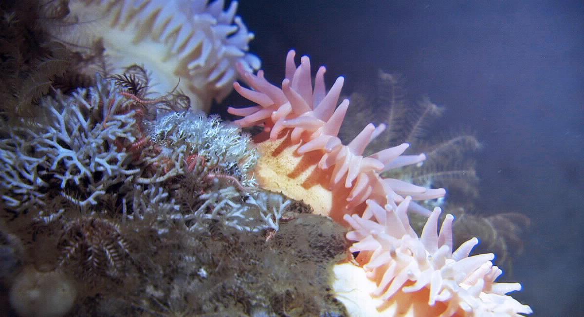 Sea anemones, moss animals and bristle worms living on the seabed.
