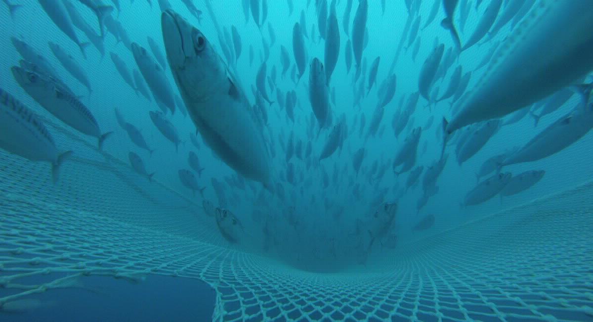 A shoal of mackerel swimming across a fishing net.