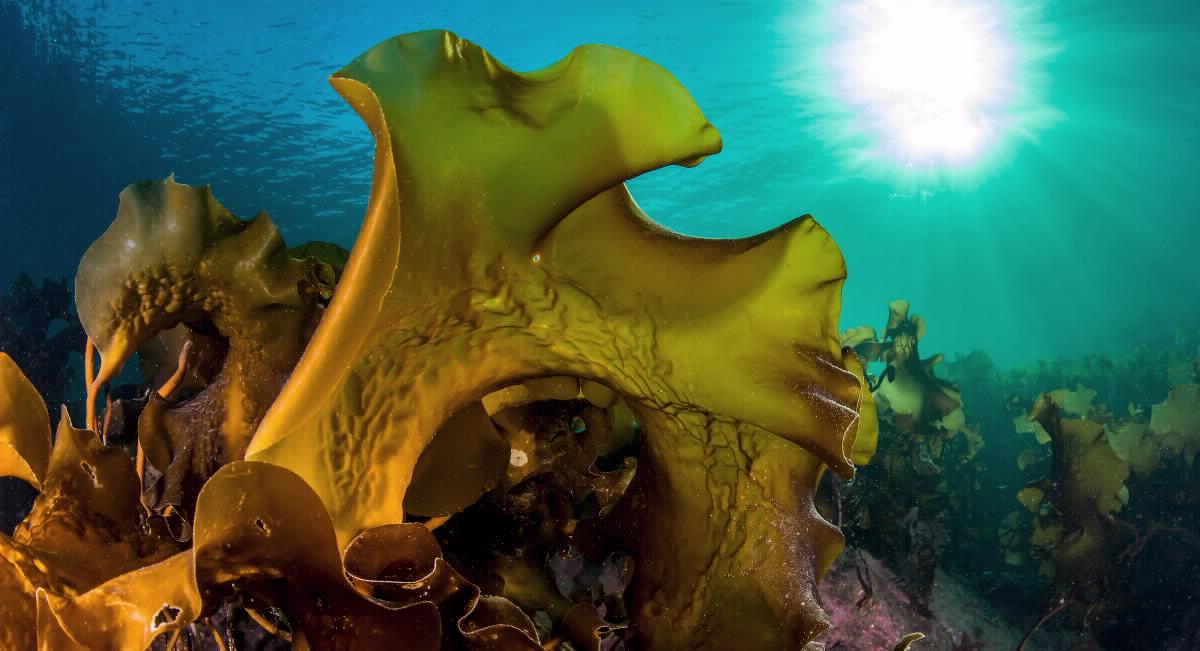 Sugar kelp growing on the seabed.