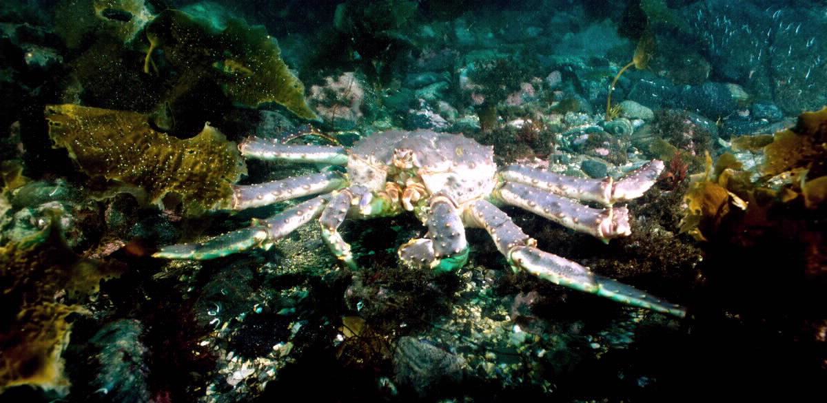 Red king crab between seaweed and kelp at the bottom of the sea.