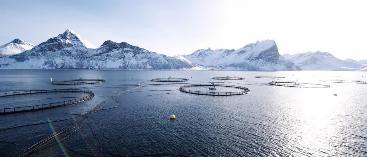 Fish farming installation (salmon cages) just off the coast.