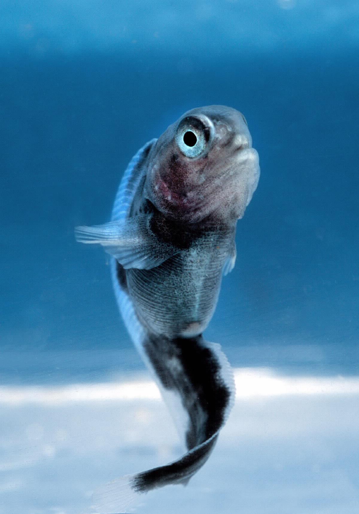 Spotted wolffish fry in the sea.