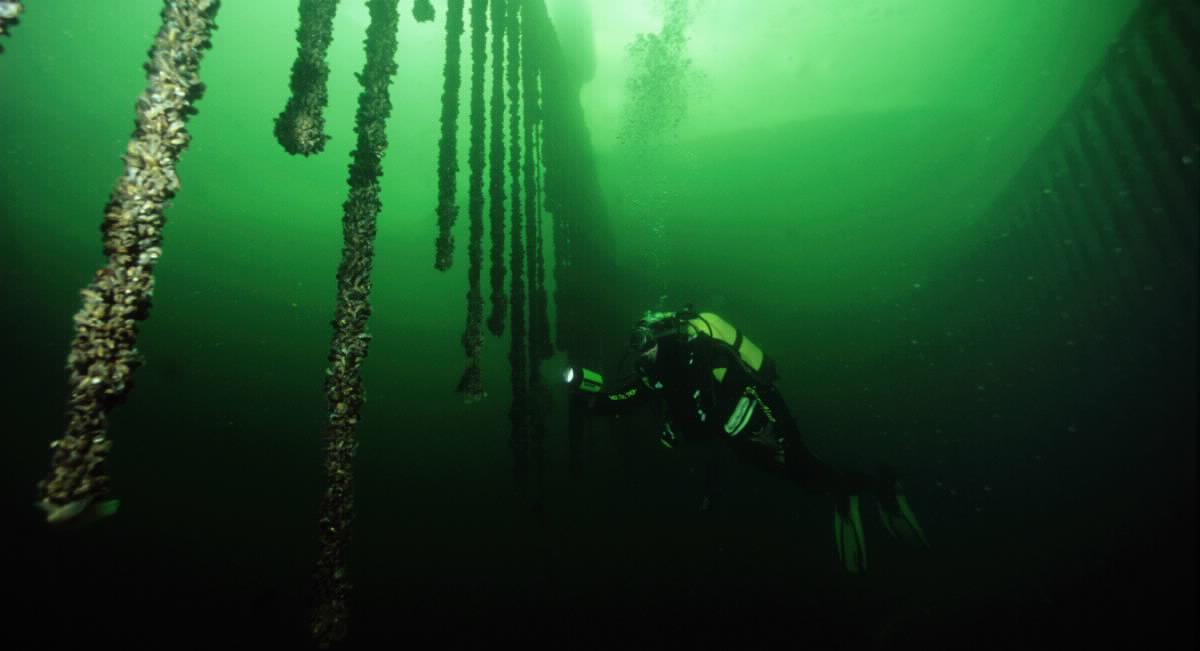Dykker som inspiserer en blåskjellfarm under vann.