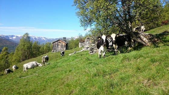 Klevgardan i Trøndelag er blant de ni nye utvalgte kulturlandskapene i jordbruket. 