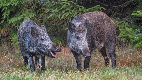 Mattilsynet viser til flere tiltak for å redusere risikoen for at svinepest kommer til  norske grisebesetninger.