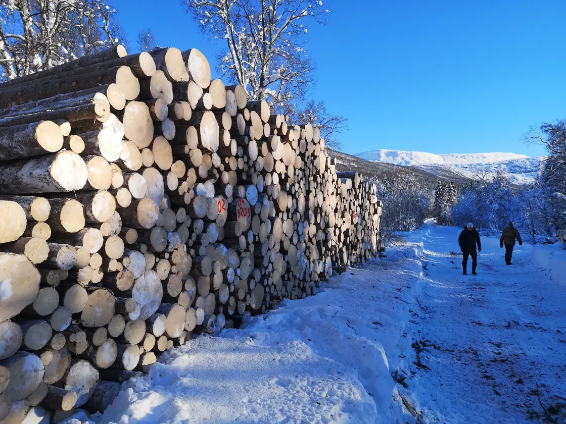 Kvalitetsgran fra Lavangen i Troms