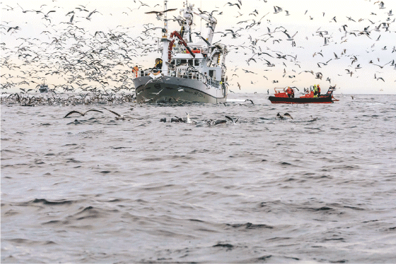 Figur 3.6 Sildefiske 
