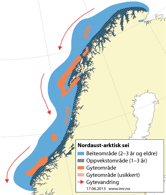 Figur 4.12 Utbreiingsområde og gyteområde for nordaust-arktisk sei 
