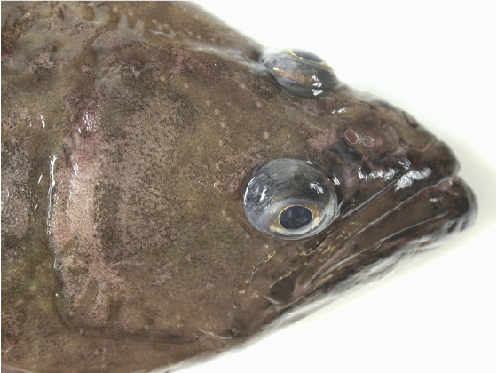 Figur 4.14 Blåkveite
