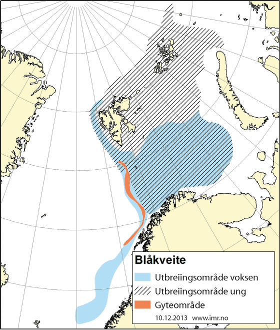 Figur 4.15 Utbreiingsområde og gyteområde for nordaust-arktisk blåkveite
