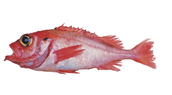 Figur 4.17 Snabeluer
