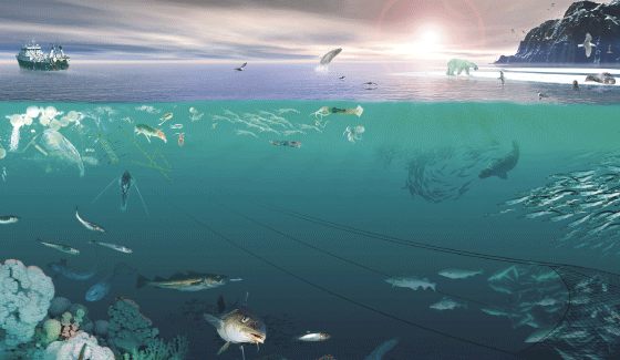 Figur 4.2 Økosystemet i Barentshavet
