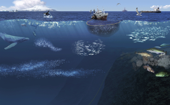 Figur 4.23 Økosystemet i Norskehavet 
