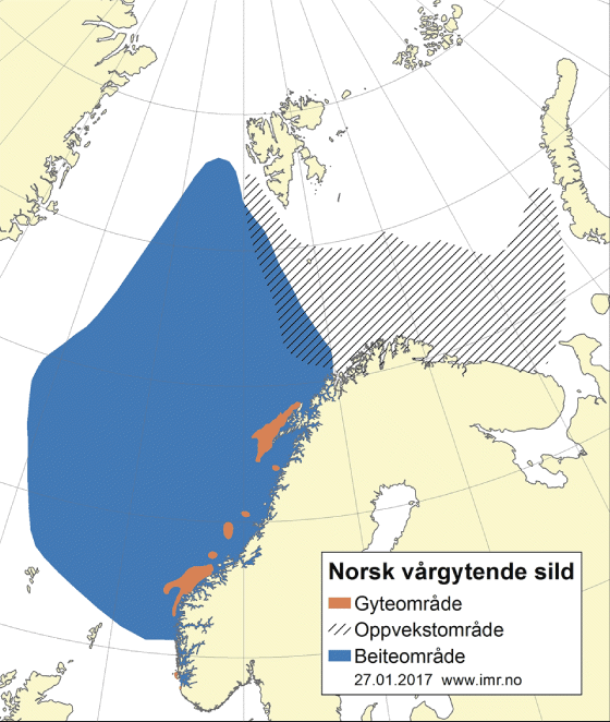 Figur 4.26 Utbreiingsområde og gyteområde for norsk vårgytande sild 