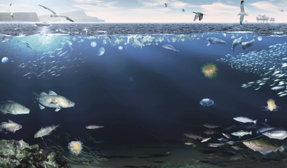 Figur 4.35 Økosystemet i Nordsjøen og Skagerrak
