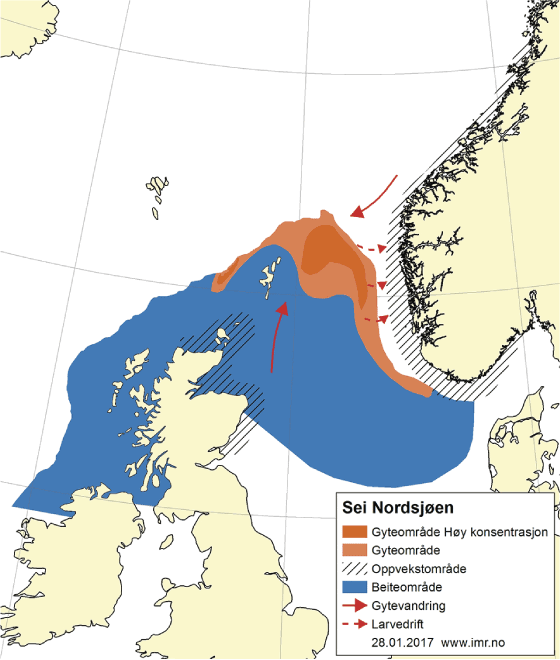 Figur 4.41 Utbreiingsområde og gyteområde for sei i Nordsjøen, Skagerrak, Rockall og vest for Skottland
