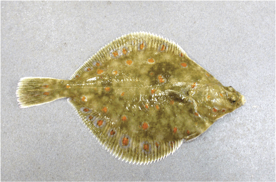 Figur 4.52 Raudspette
