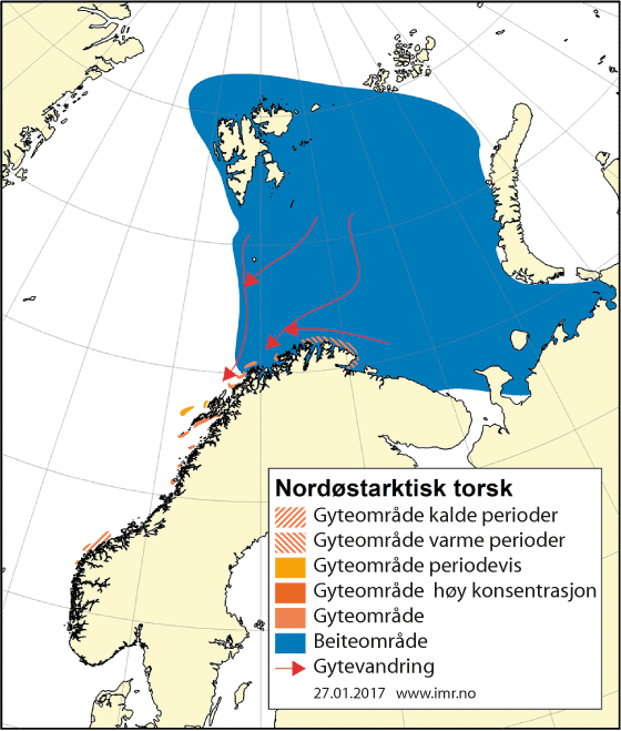 Figur 4.6 Utbreiingsområde og gyteområde for nordaust-arktisk torsk
