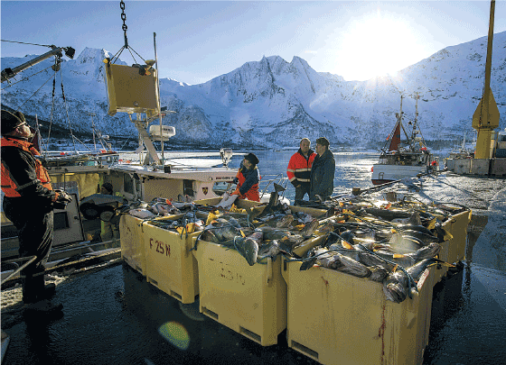 Figur 5.1 Ein god skreifangst blir levert hos Nergård i Senjahopen