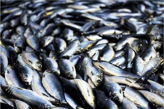 Figur 5.2 Sildefiske