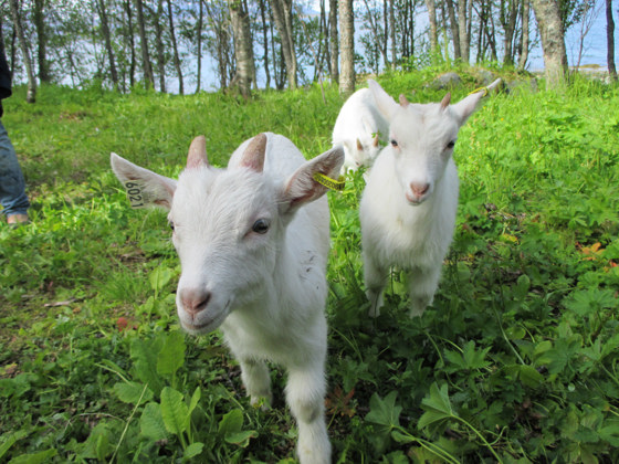 Troms er landets største geitemelksprodusent.