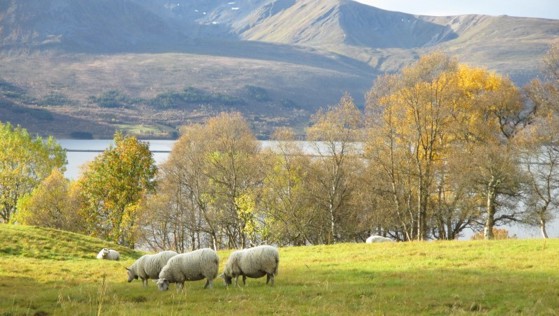 Sau på beite i Kvæfjord.