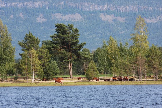 Beitedyr i Averøya. 